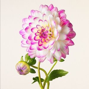 Meet your Posher, Beverly